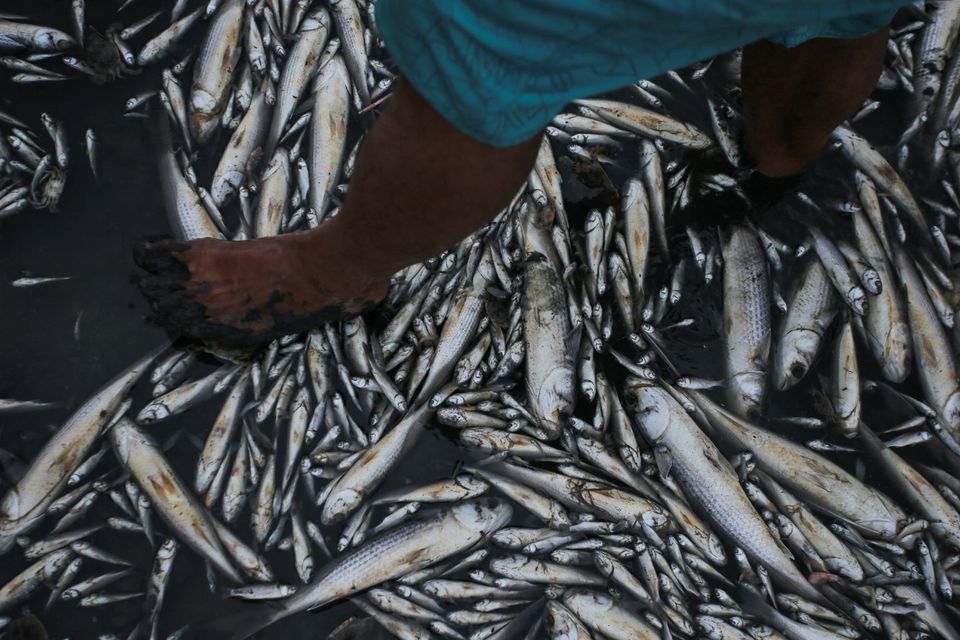 Fabiano Jose de Souza, manager of Lagoa do Peixe National Park, observes dead fish at Lagoa do Peixe (Fish Lagoon) which was affected by drought in Tavares, Rio Grande do Sul state, Brazil February 5, 2022. Photo: Reuters