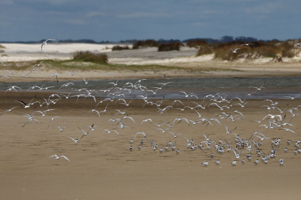 Birds fly at Lagoa do Peixe (Fish Lagoon) which was affected by drought in Tavares, Rio Grande do Sul state, Brazil February 6, 2022. Photo: Reuters