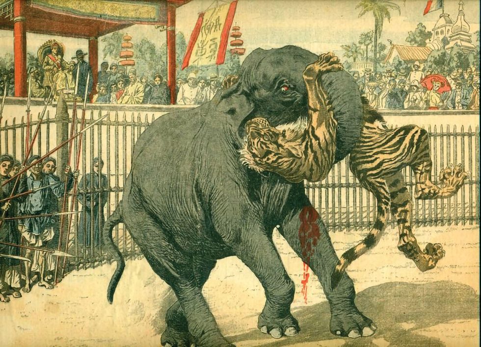 The last fight between an elephant and a tiger in Ho Quyen under the Thanh Thai Dynasty was recorded in a provided 1904 drawing.