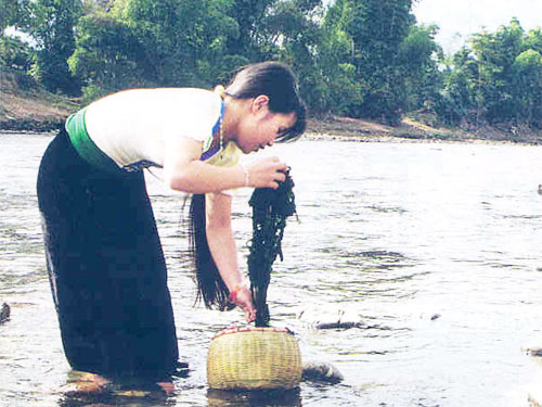 A woman picks moss from a stream in the northwest region of Vietnam.