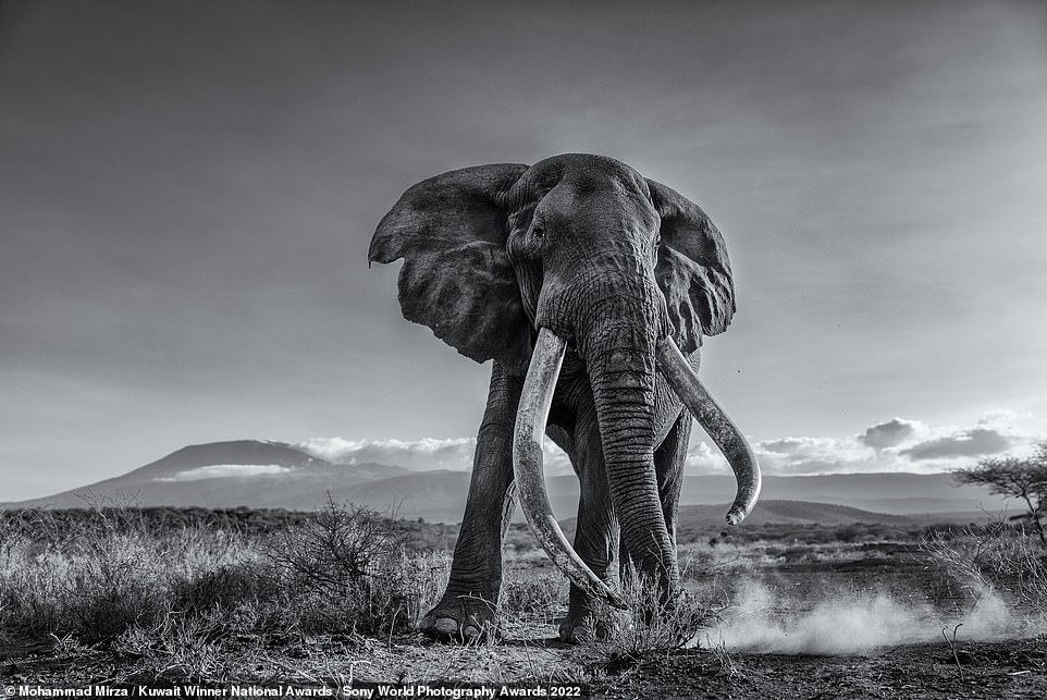 This mesmerizing image depicts a tusker elephant (a type of male elephant) standing in front of Tanzania's Mount Kilimanjaro. According to photographer Mohammed Mirza, who won Kuwait's national award, it took him nearly a week to get close enough to the elephant, within a few meters, and shooting from a very low angle with a wide lens requires some courage. Elephants in the wild are all quite aggressive; they will attack humans if they believe their territory has been violated. Photo: Sony World Photography Awards 2022