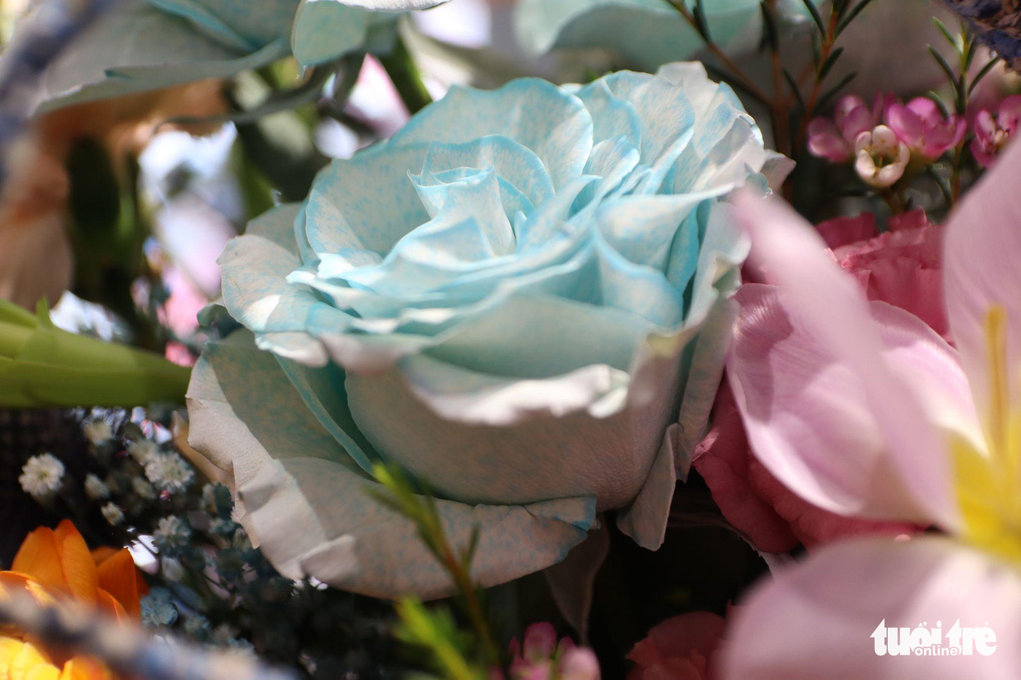 A blue rose imported from Ecuador. Photo: Vien Vy / Tuoi Tre