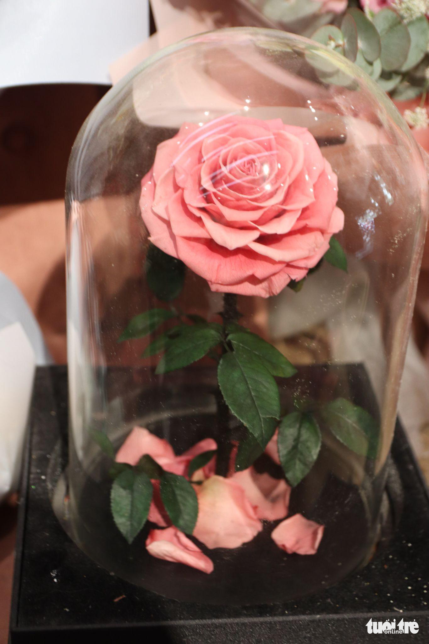 A rose is carefully stored at a shop in Ho Chi Minh City. Photo: Vien Vy / Tuoi Tre