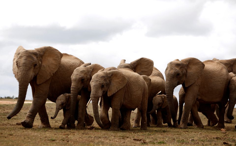 A herd of elephants is seen at Addo Elephant National Park outside Port Elizabeth in South Africa, November 15, 2009. Photo: Reuters