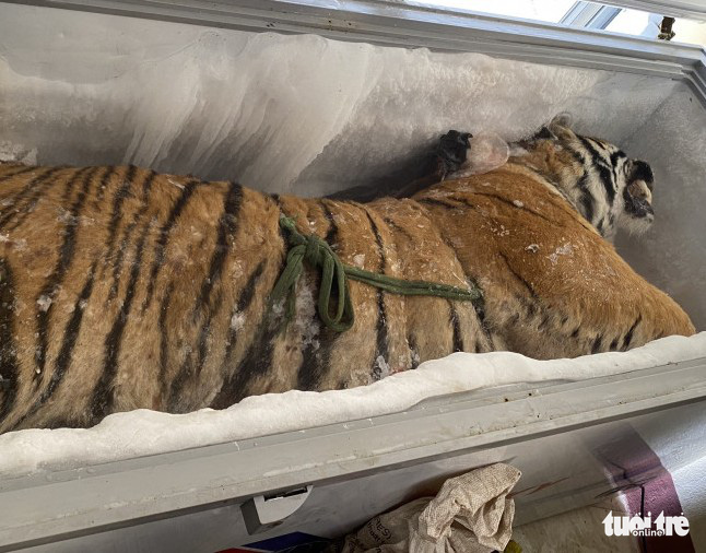 A tiger corpse in the freezer at Nguyen Minh Chung’s house in September 16, 2021. Photo: Le Minh / Tuoi Tre