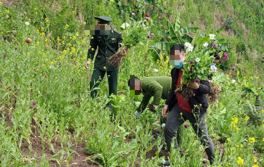 Vietnamese man arrested for illegally growing over 3,000 opium poppy plants