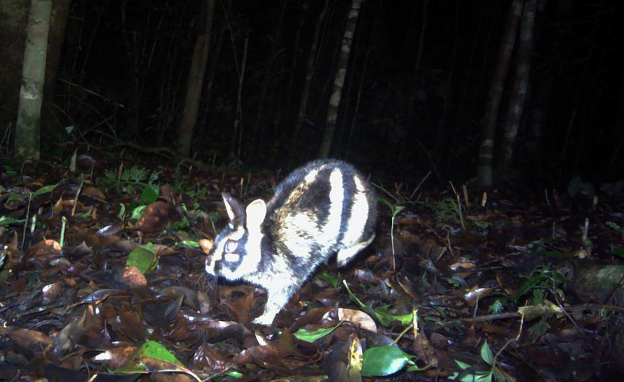 This photo by a camera trap shows a striped rabbit in a region as far as 300km from their known range in the Truong Son Mountain Range. Photo courtesy of Bidoup - Nui Ba National Forest.