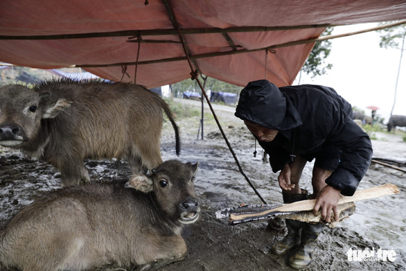 Extreme cold kills nearly 400 cattle in Vietnam’s Son La Province