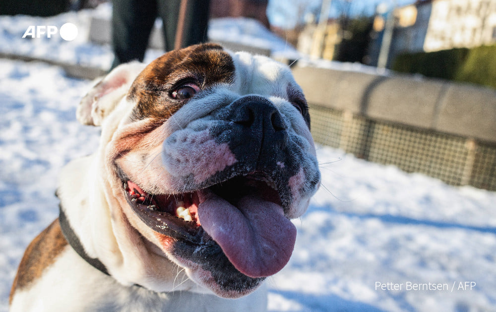 An English bulldog is pictured in Oslo, Norway, on February 7, 2022. Photo: AFP