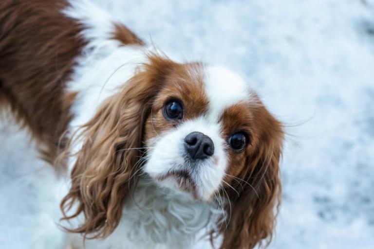 A Cavalier King Charles Spaniels is pictured on February 7, 2022 in Oslo. Photo: AFP