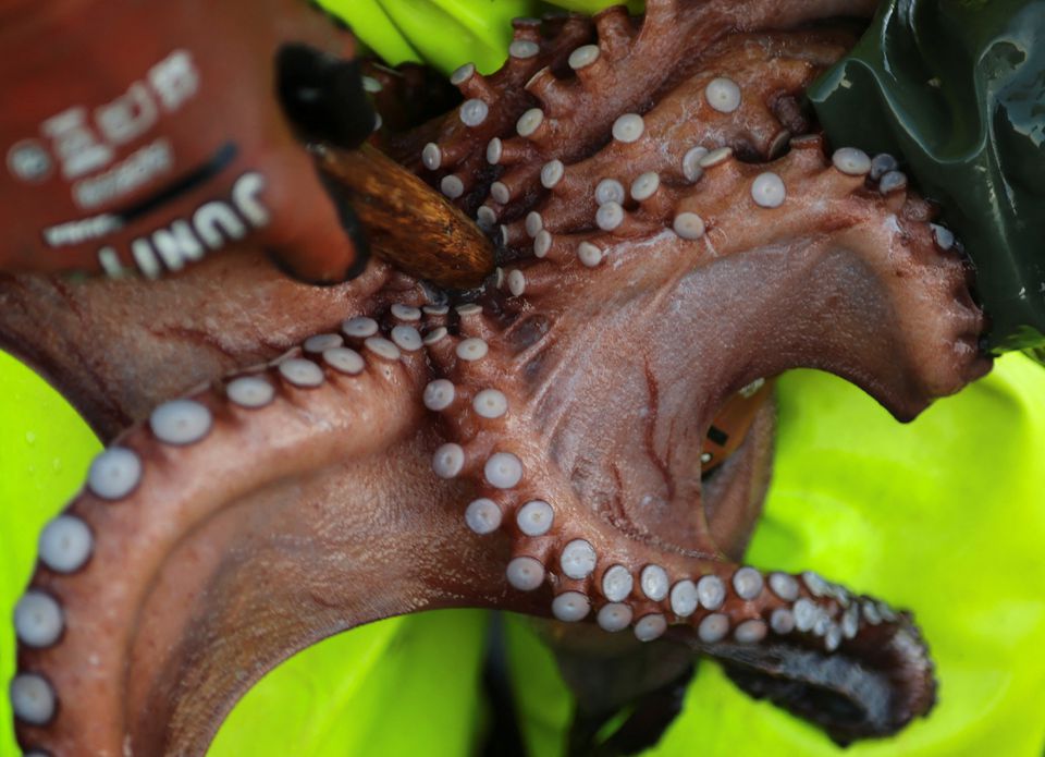 Fisherman Pedro Cervino, 49, kills an octopus with a wooden stick inside of its mouth after fishing it with pots, at estuary of Ferrol in Mugardos, in Galicia, northwestern Spain February 8, 2022. Photo: Reuters