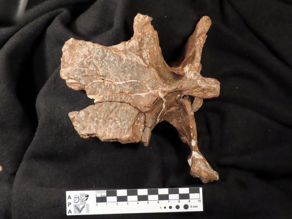 Fossil of dinosaur with hard head and tiny arms found in Argentina