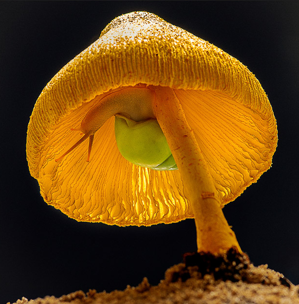 Pham Thuan’s photo ‘Tron nang’ (Hiding sunlight) captures a snail hiding beneath a mushroom. Photo: Ho Chi Minh Photographic Association