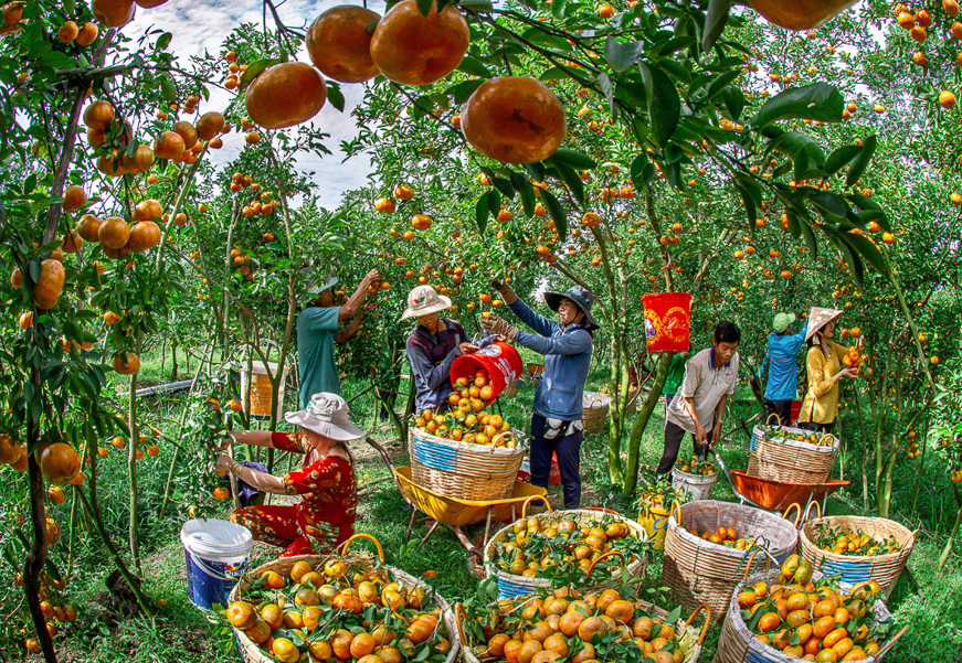 Hieu Minh Vu’s photo ‘Mua quyt Tet’ (Tet mandarins) depicts farmers harvesting mandarins in Lai Vung District, Dong Thap Province, Vietnam. Photo: Ho Chi Minh Photographic Association
