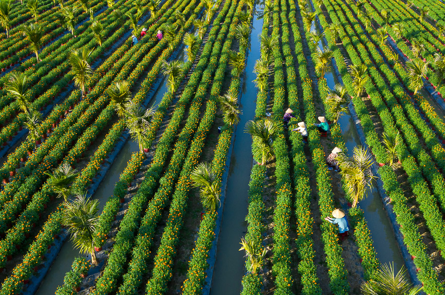 An aerial photo titled ‘Khi xuan ve’ (As spring comes) by Dang Hong Long. Photo: Ho Chi Minh Photographic Association