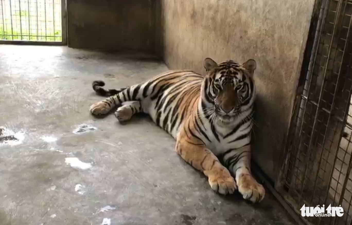 Vietnam court jails man for seven years for illegally raising 14 tigers at home
