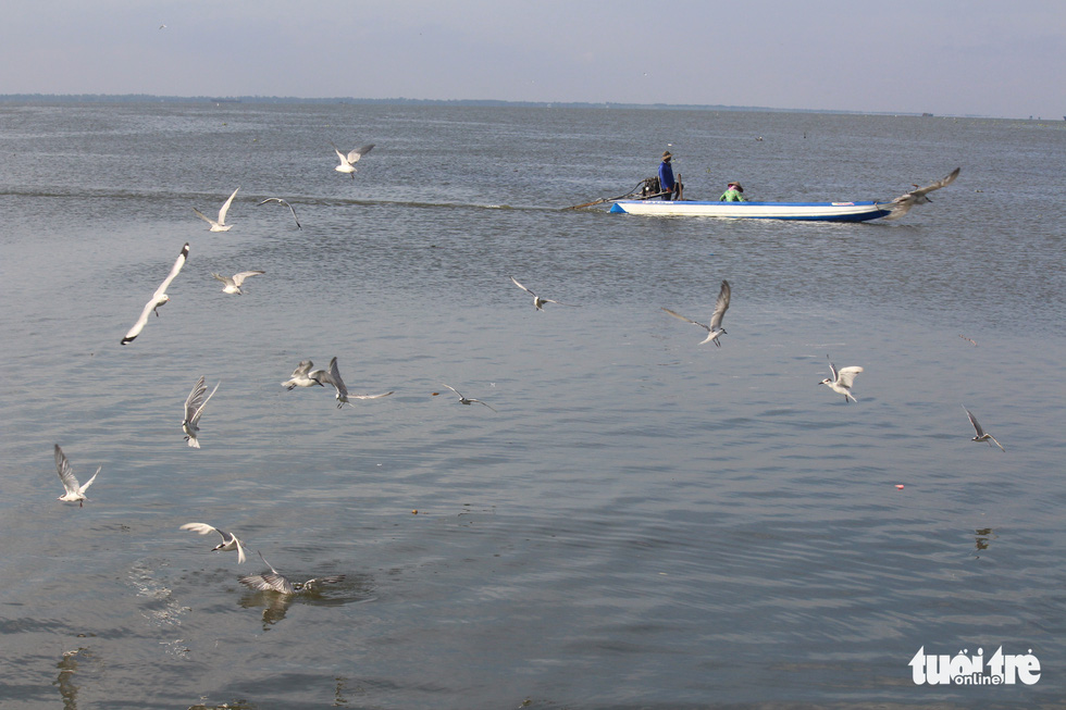 Seagulls at a beach in Rach Gia City, Kien Giang Province, Vietnam to take photos of seagulls. Photo: Chi Cong / Tuoi Tre