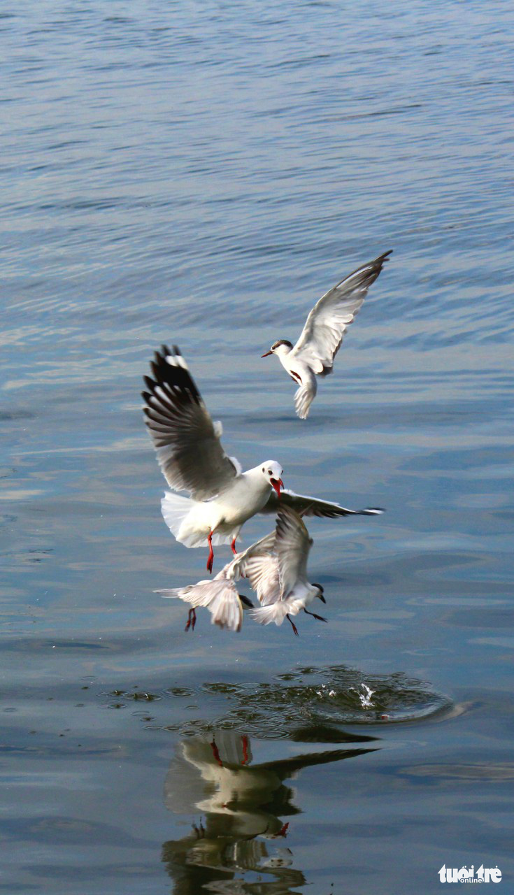 Seagulls fight over prey at a beach in Rach Gia City, Kien Giang Province, Vietnam. Photo: Chi Cong / Tuoi Tre