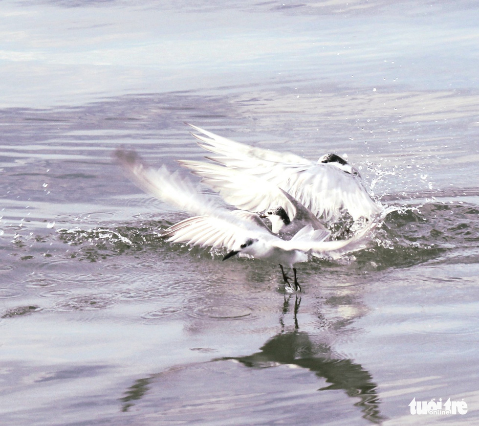 Seagulls fight over prey at a beach in Rach Gia City, Kien Giang Province, Vietnam. Photo: Chi Cong / Tuoi Tre