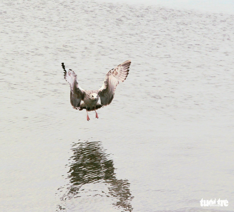 A 'king seagull' hunts for food at a beach in Rach Gia City, Kien Giang Province, Vietnam. Photo: Chi Cong / Tuoi Tre