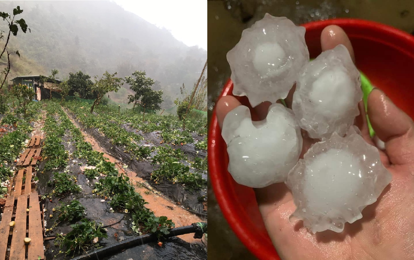 Hailstones as big as an egg are seen in this photo provided by a local resident.