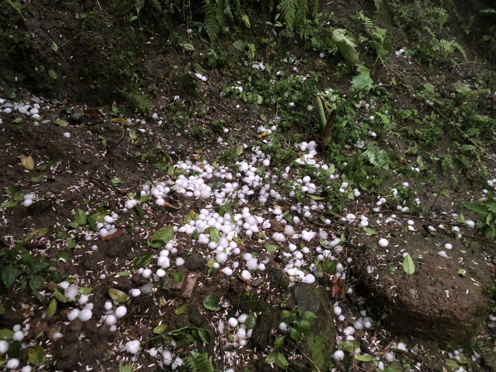 Hail damages roofs, crops in northern Vietnam