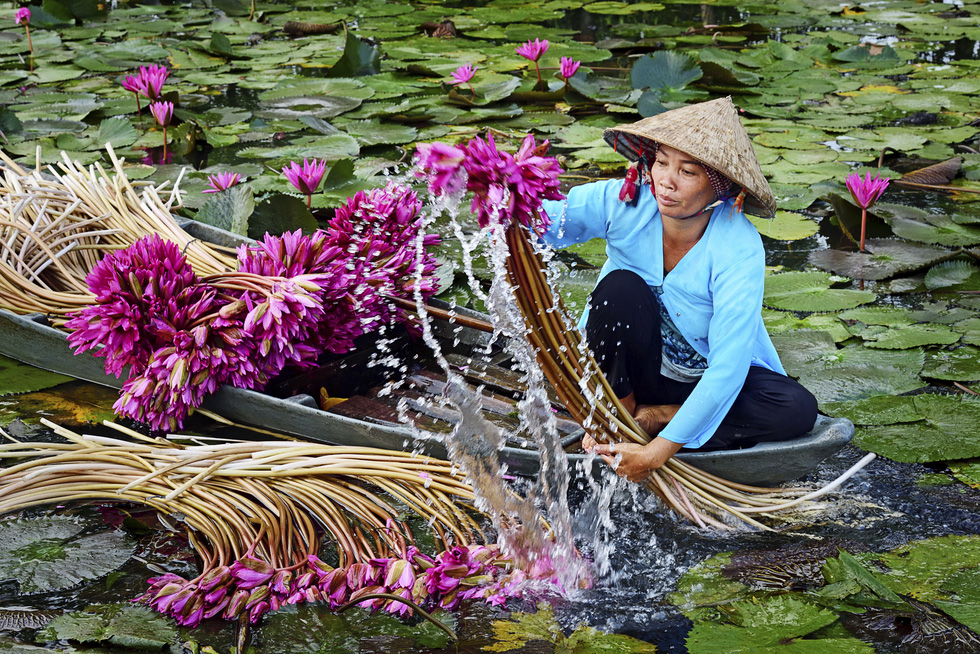 ‘Thu hoach hoa sung’ (Harvesting water lilies) was taken by Thu Pham in Mekong Delta province of An Giang.