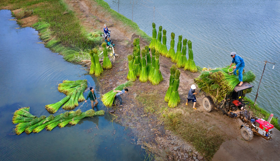 ‘Thu hoach coi’ (Sedge harvesting) by Thu Ba captures from above the beauty of farmers harvesting sedge in Phu Tan Village, An Cu Commune, Tuy An District, Phu Yen Province