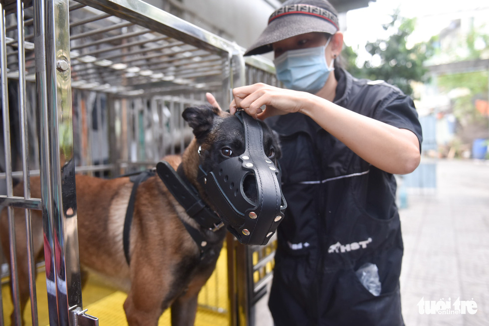 Kim carefully puts on a dog muzzle before a training session at a park - Photo: Ngoc Phuong / Tuoi Tre