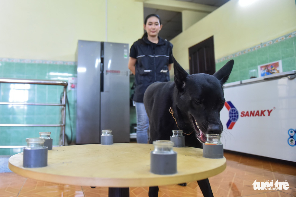 A dog practices sniffing and recognizing different smells. Photo: Ngoc Phuong / Tuoi Tre