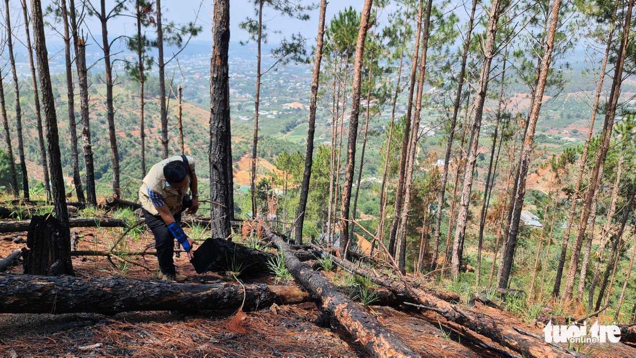 Pine trees are felled at Lam Ha Forest in Lam Dong Province, Vietnam. Photo: M.V. / Tuoi Tre