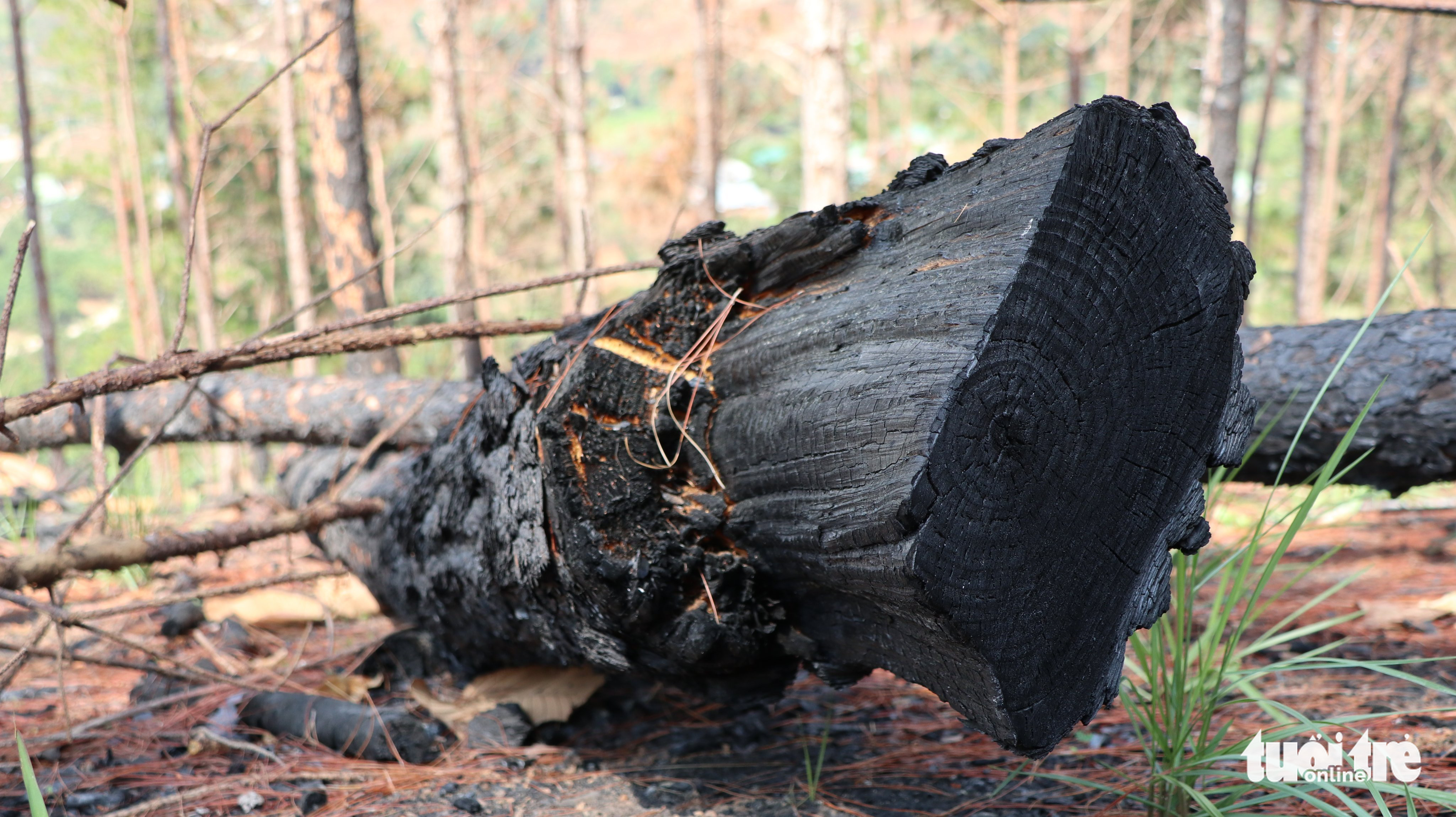 Pine trees burned after being felled at forest in Vietnam’s Central Highlands