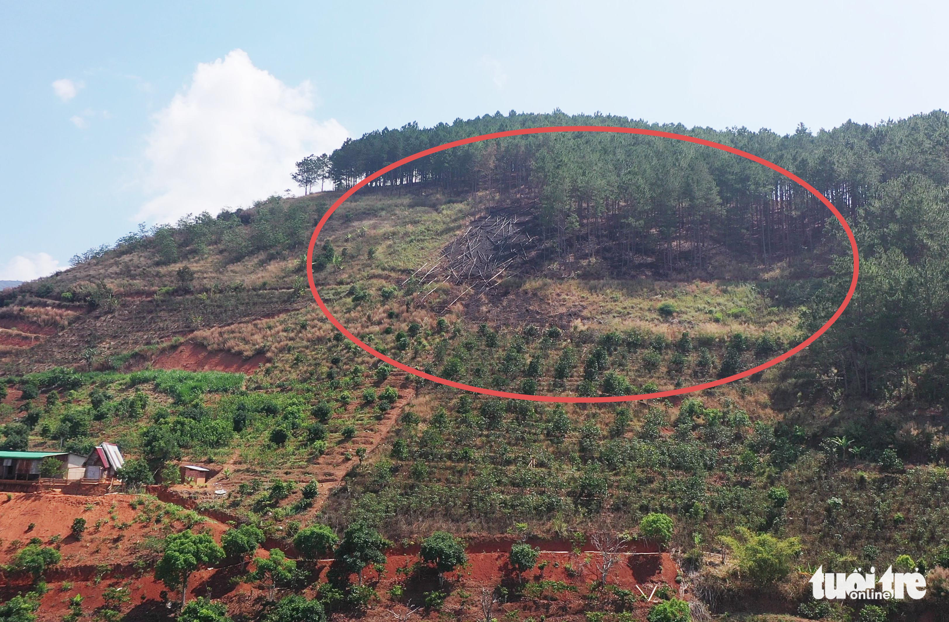 The forest section is destroyed in Lam Dong Province, Vietnam. Photo: M.V. / Tuoi Tre