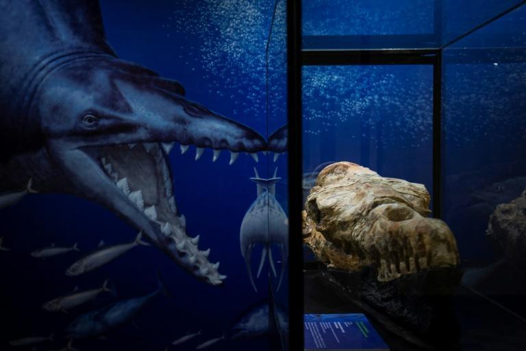 36-million-year-old whale fossil found in Peruvian desert