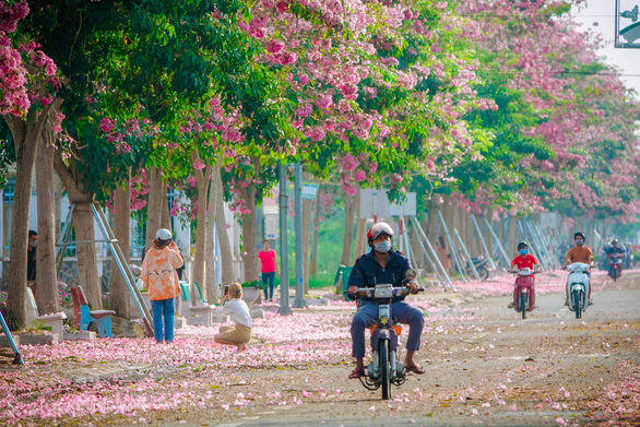 People drive past blossoming rosy trumpet flower trees in Chau Thanh District, Soc Trang Province, Vietnam. Photo: T.Luy / Tuoi Tre