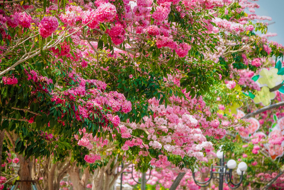 Rosy trumpet flowers are in full bloom in Chau Thanh District, Soc Trang Province, Vietnam. Photo: T.Luy / Tuoi Tre
