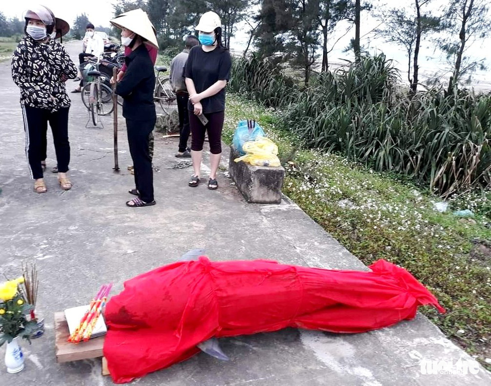 A dead whale washing ashore is shrouded in red cloth as part of the burial service conducted by local people of Dan Truong Commune, Nghi Xuan District, Ha Tinh Province. Photo: Anh Thu / Tuoi Tre