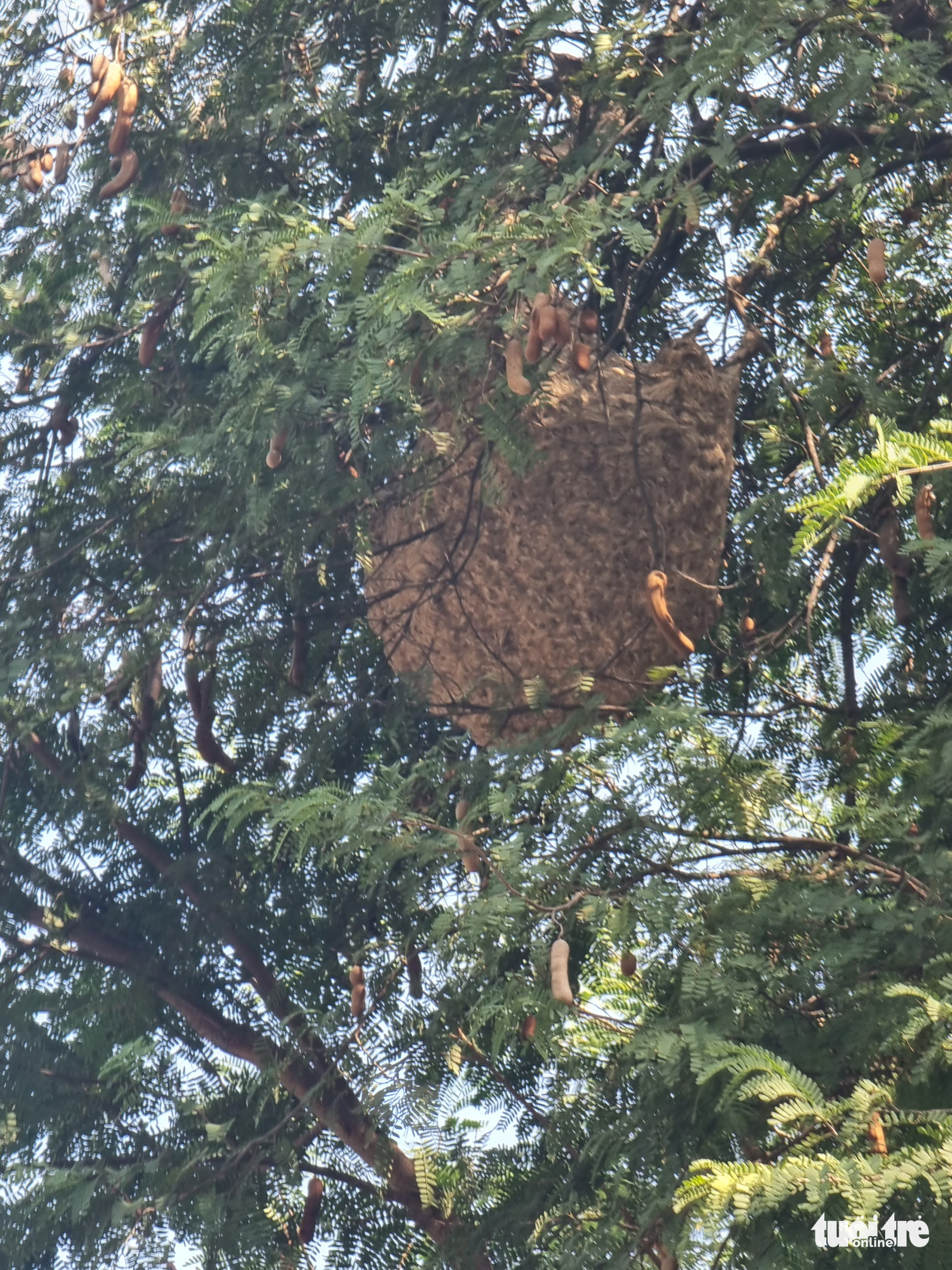 The beehive is located on a tamarind tree on Nguyen Du Street in District 1, Ho Chi Minh City on March 30, 2022. Photo by courtesy of PC07