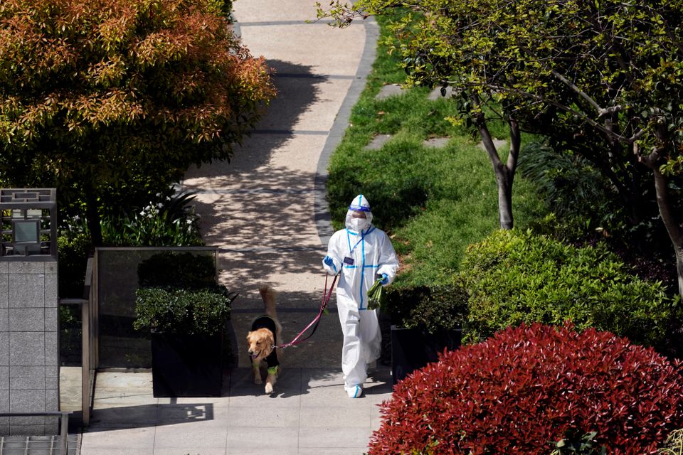 A person in a protective suit walks with a dog in a residential area under lockdown following the coronavirus disease (COVID-19) outbreak in Shanghai, China April 4, 2022. Photo: Reuters