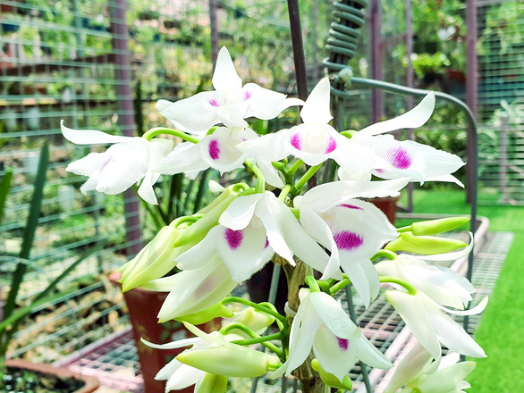 The prices of five-petal Phu Tho mutant orchid and other five-petal species fell to VND50,000-200,000 ($2.19-8.77) per centimeter.