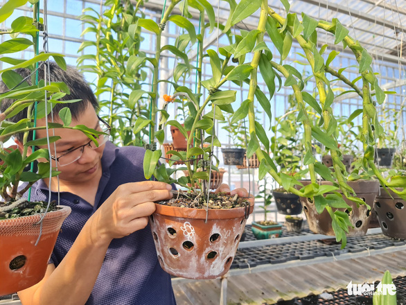 Mutant orchid scams push many to brink of bankruptcy in Vietnam