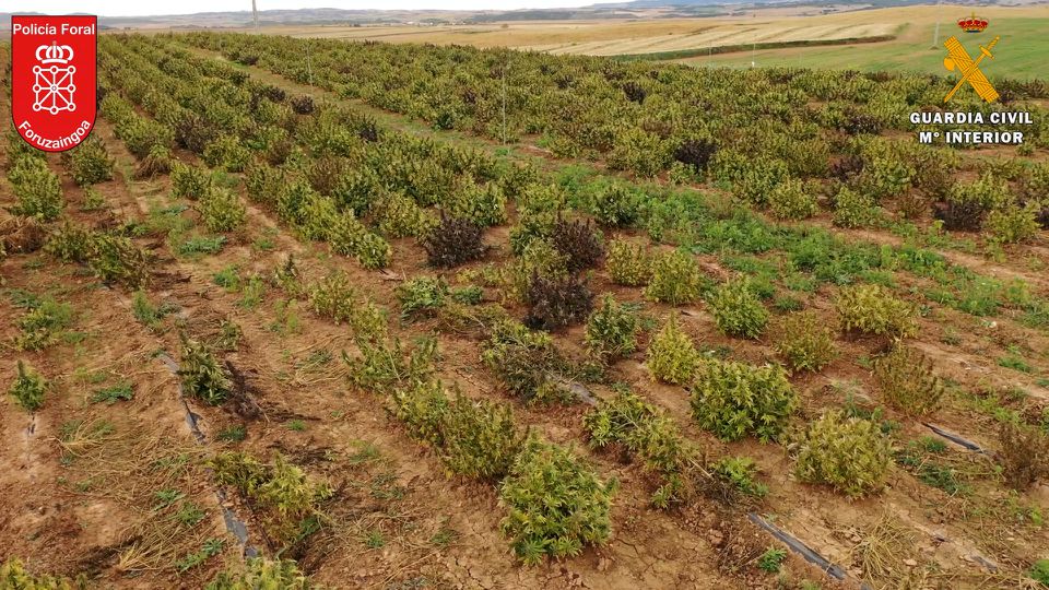 A hemp plantation is seen in Navarra, Spain, April 12, 2022. Picture taken April 12, 2022. Spanish Police/Handout via Reuters