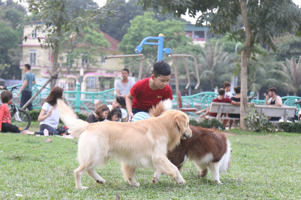 Hanoi to put together team to track down stray animals