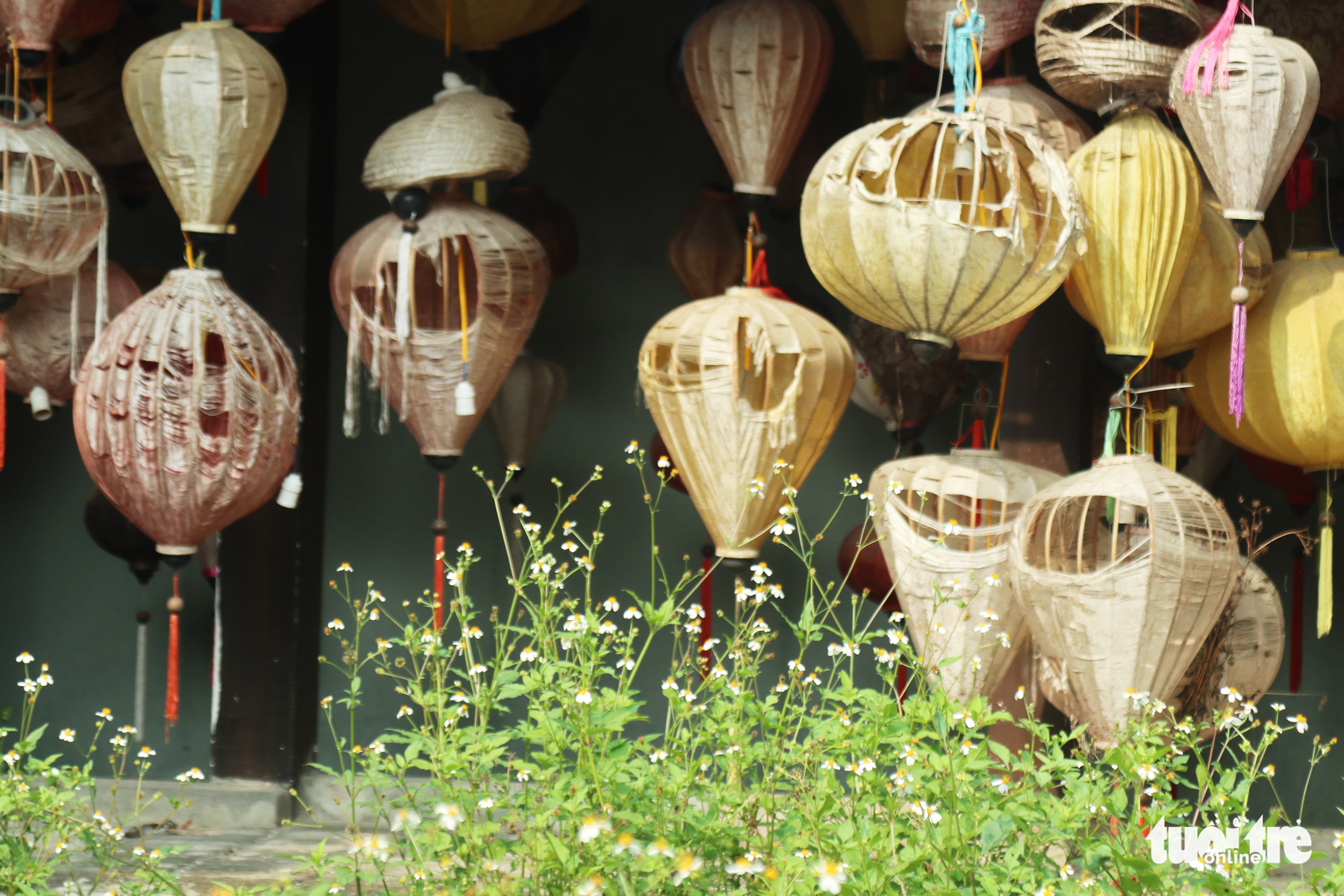 Torn lanterns are pictured against grass growing at a row of houses built to simulate Hoi An Ancient Town at the Vinh City central park in the heart of Vinh City in Nghe An Province, Vietnam. Photo: Doan Hoa / Tuoi Tre