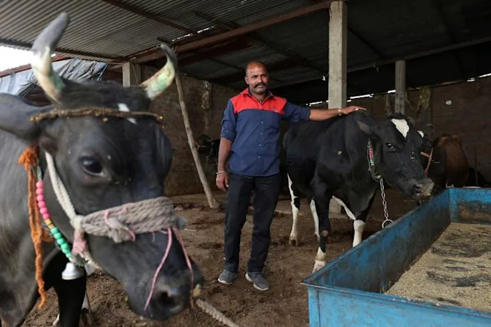 Cattle droppings from Suresh Sisodia's farm are carted to the plant, where they are mixed with household waste to produce flammable methane gas and an organic residue that can be used as fertiliser. Photo: AFP