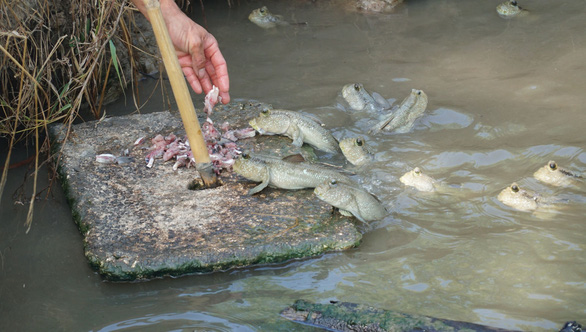 A group of giant mudskippers can be seen gathering for food from their keeper Le Van Vo in Ca Mau Province, Vietnam. Photo: Quoc Rin / Tuoi Tre