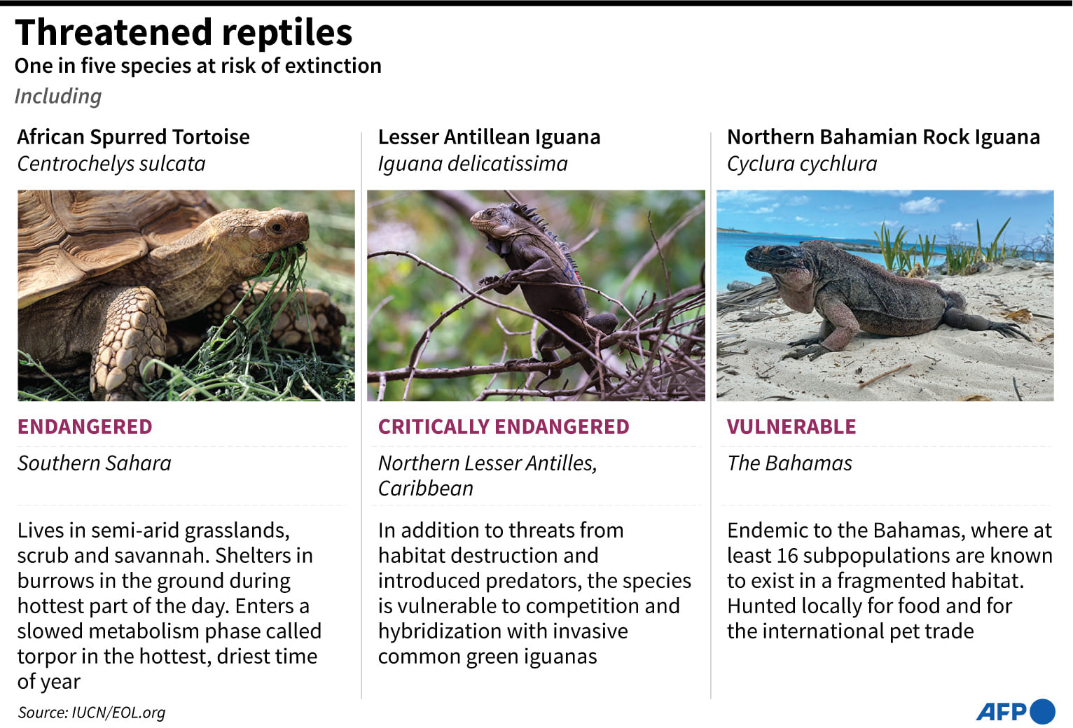 Over 21% of reptile species at risk of extinction | Tuoi Tre News