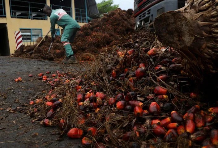 Palm oil processing at Agrivar's palm oil factory in Samo. Photo: Reuters