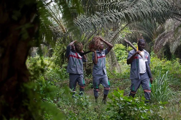 Workers carry palm oil fruit bunches at Agrivar's palm oil plantation in Adiake. Photo: Reuters