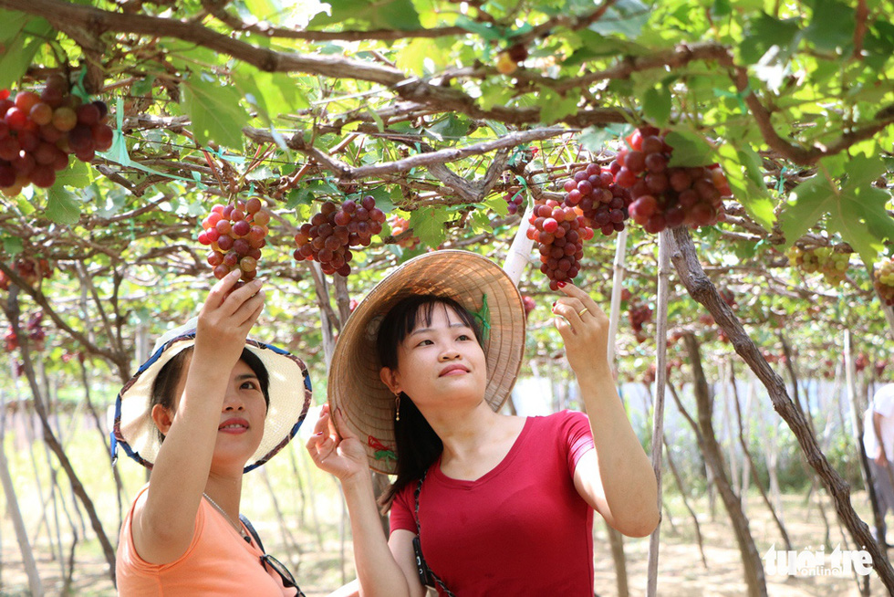 Tourists visit the Thai An grape vineyard in Ninh Thuan Province, Vietnam. Photo: Duy Ngoc / Tuoi Tre